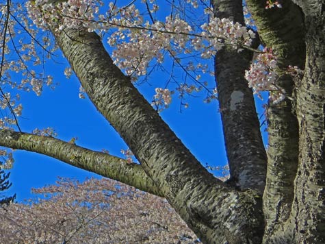 Tourist Attractions in Tokyo Japan